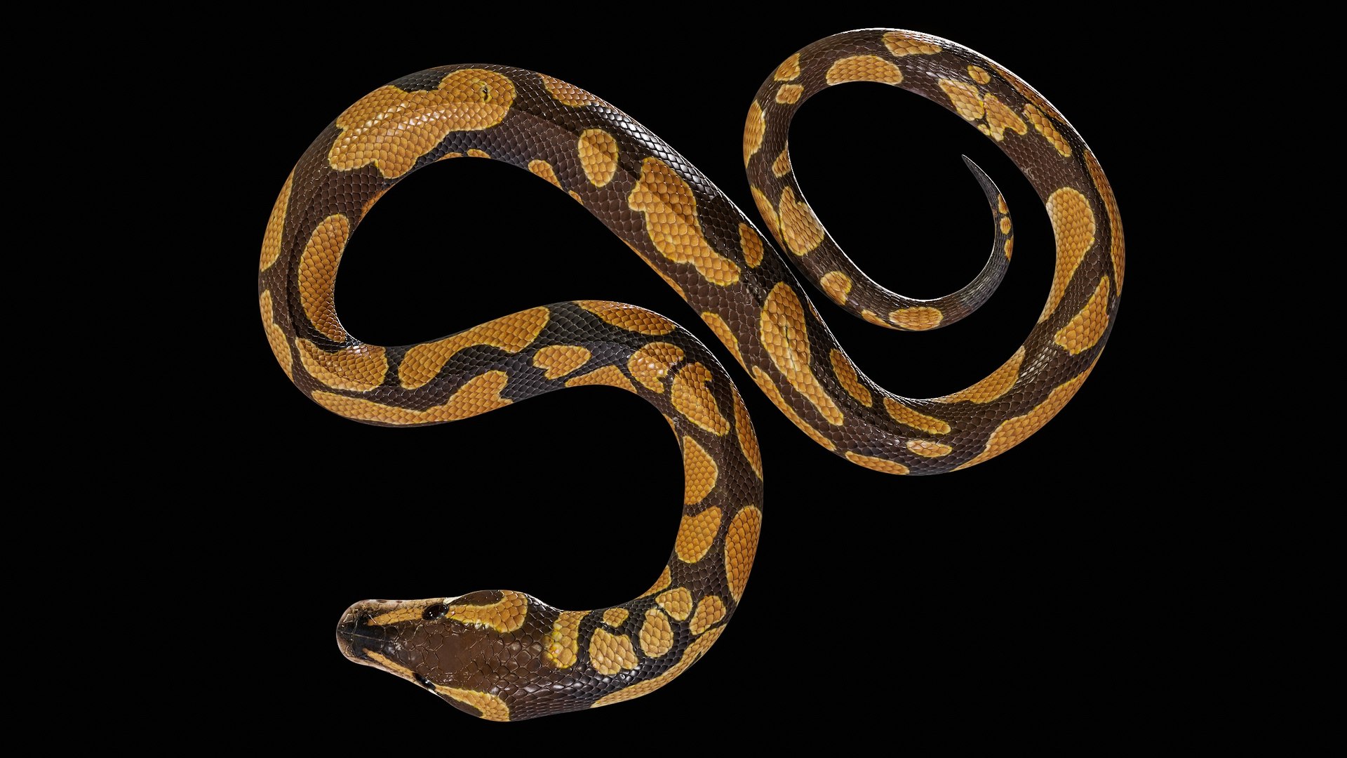 Ball Royal Python Snake Rigged PBR 3D model https://p.turbosquid.com/ts-thumb/Zy/AVeR01/Zv/rrend_viewport_002/jpg/1709729144/1920x1080/fit_q87/6b2d7f1bac41b371390624e5da2fbdbeb94effb9/rrend_viewport_002.jpg