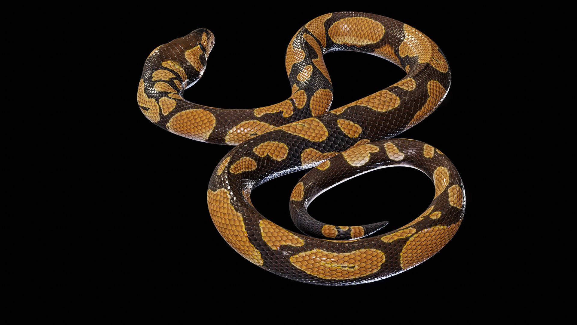 Ball Royal Python Snake Rigged PBR 3D model https://p.turbosquid.com/ts-thumb/Zy/AVeR01/am/turncol_00017/png/1709727937/1920x1080/fit_q87/44229648e3773b83ac464b1bca637d6d0c46d92c/turncol_00017.jpg
