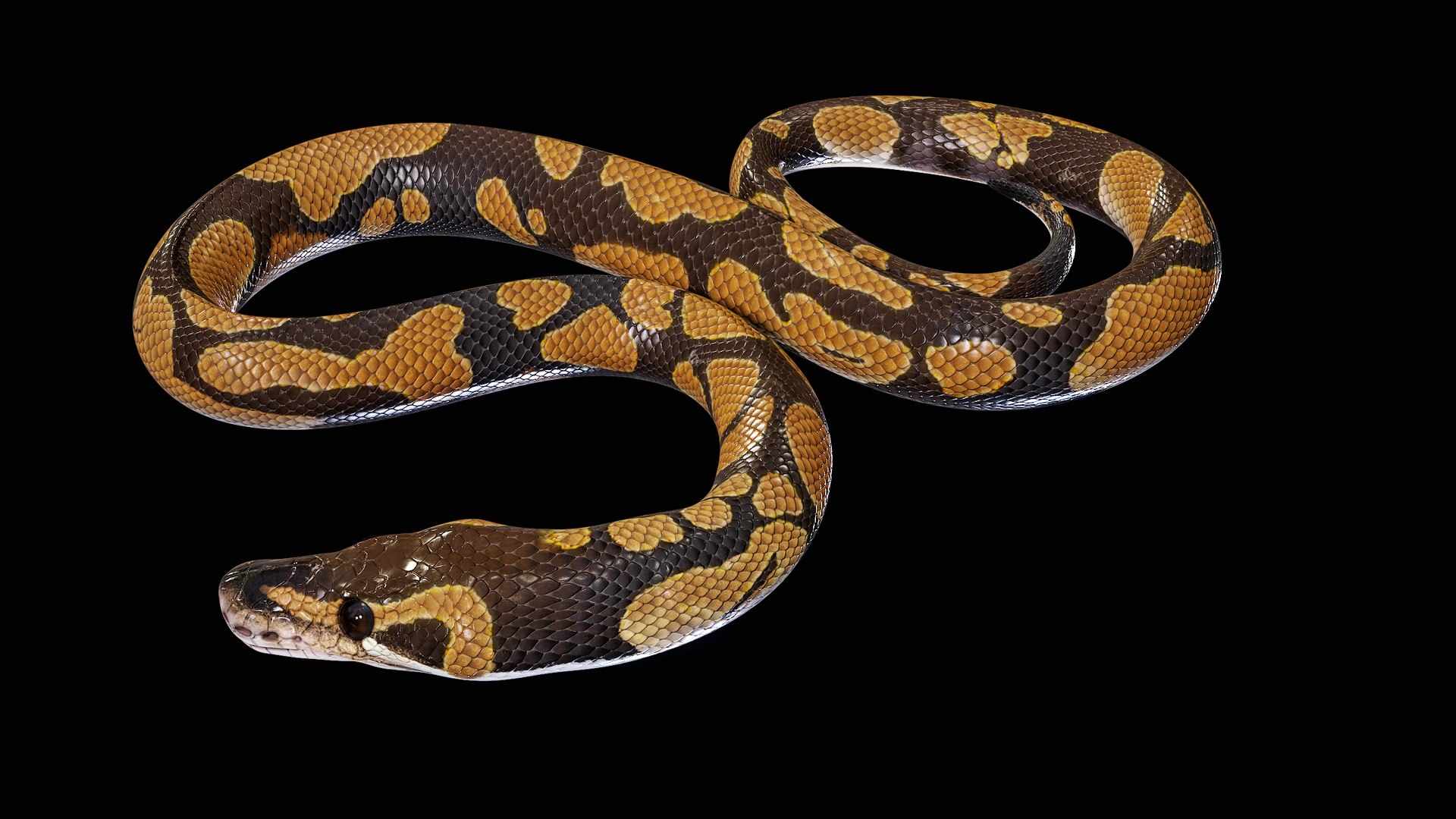 Ball Royal Python Snake Rigged PBR 3D model https://p.turbosquid.com/ts-thumb/Zy/AVeR01/bG/turncol_00026/png/1709727942/1920x1080/fit_q87/e4d2ee3a26a351db4058658656bf39900c9bf74a/turncol_00026.jpg