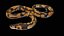 Palla Royal Python Snake truccato PBR