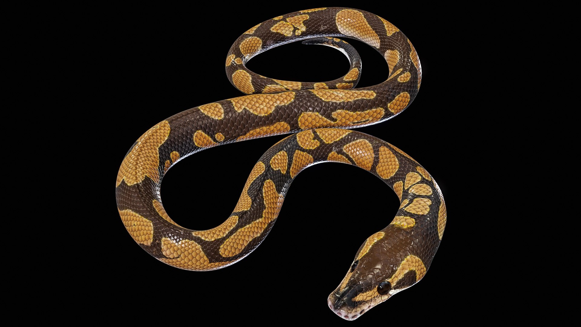Ball Royal Python Snake Rigged PBR 3D model https://p.turbosquid.com/ts-thumb/Zy/AVeR01/cG/rrend_viewport/jpg/1709729144/1920x1080/fit_q87/3017afcbadd8348e325145d219166299ce44f12b/rrend_viewport.jpg