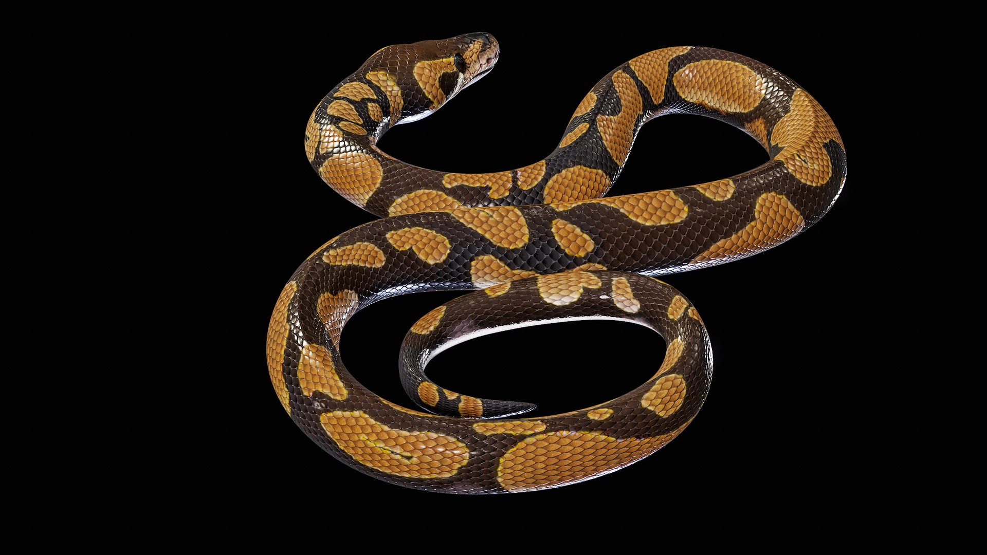 Ball Royal Python Snake Rigged PBR 3D model https://p.turbosquid.com/ts-thumb/Zy/AVeR01/eh/turncol_00015/png/1709727935/1920x1080/fit_q87/ce81fb3f14c2245146011784156b8f83217f8375/turncol_00015.jpg