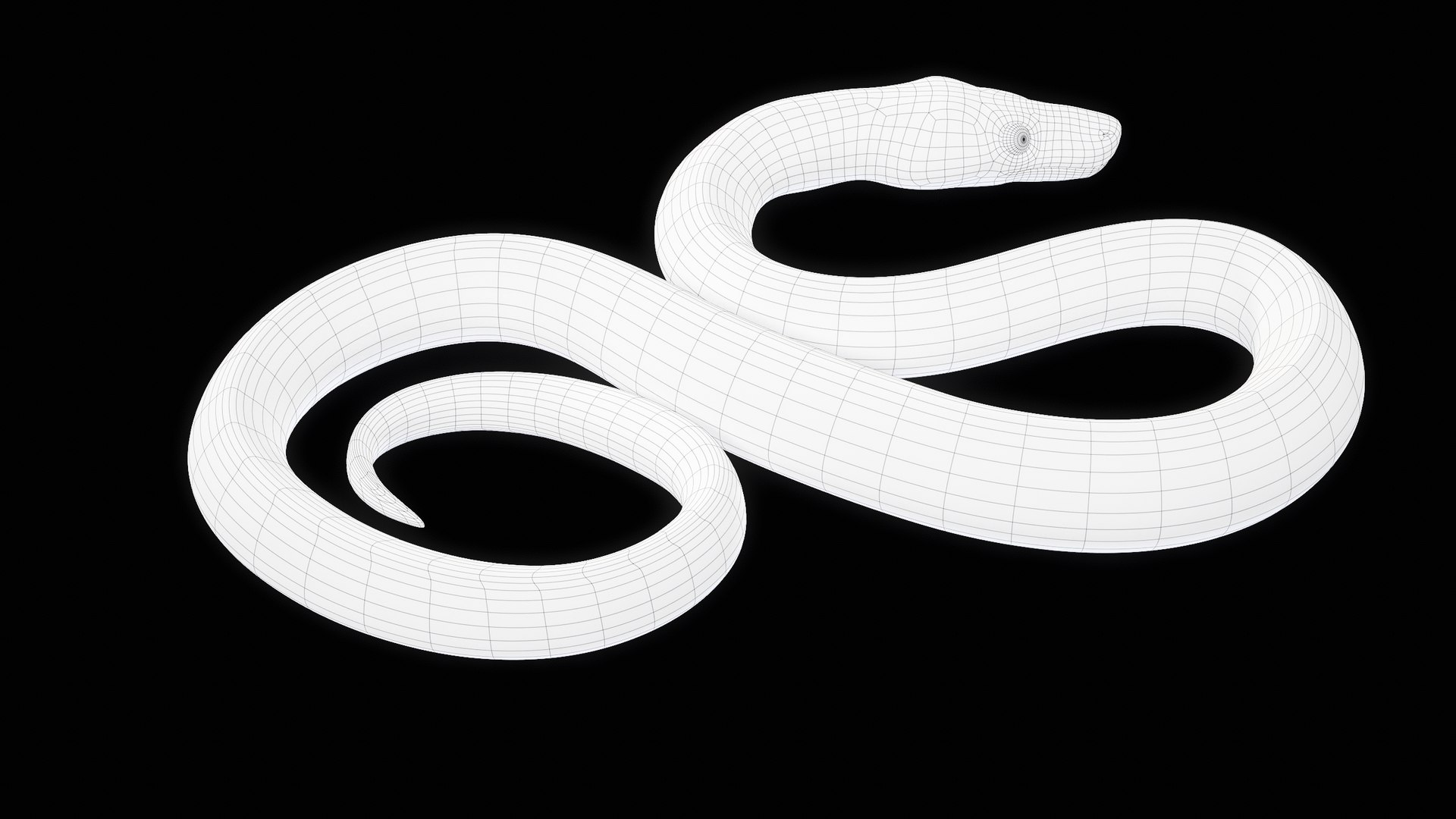 Ball Royal Python Snake Rigged PBR 3D model https://p.turbosquid.com/ts-thumb/Zy/AVeR01/h0/turncwire_00011/png/1709727951/1920x1080/fit_q87/336956c94b0b9c72d4c3dfb7c4134a95cf7ba5ec/turncwire_00011.jpg