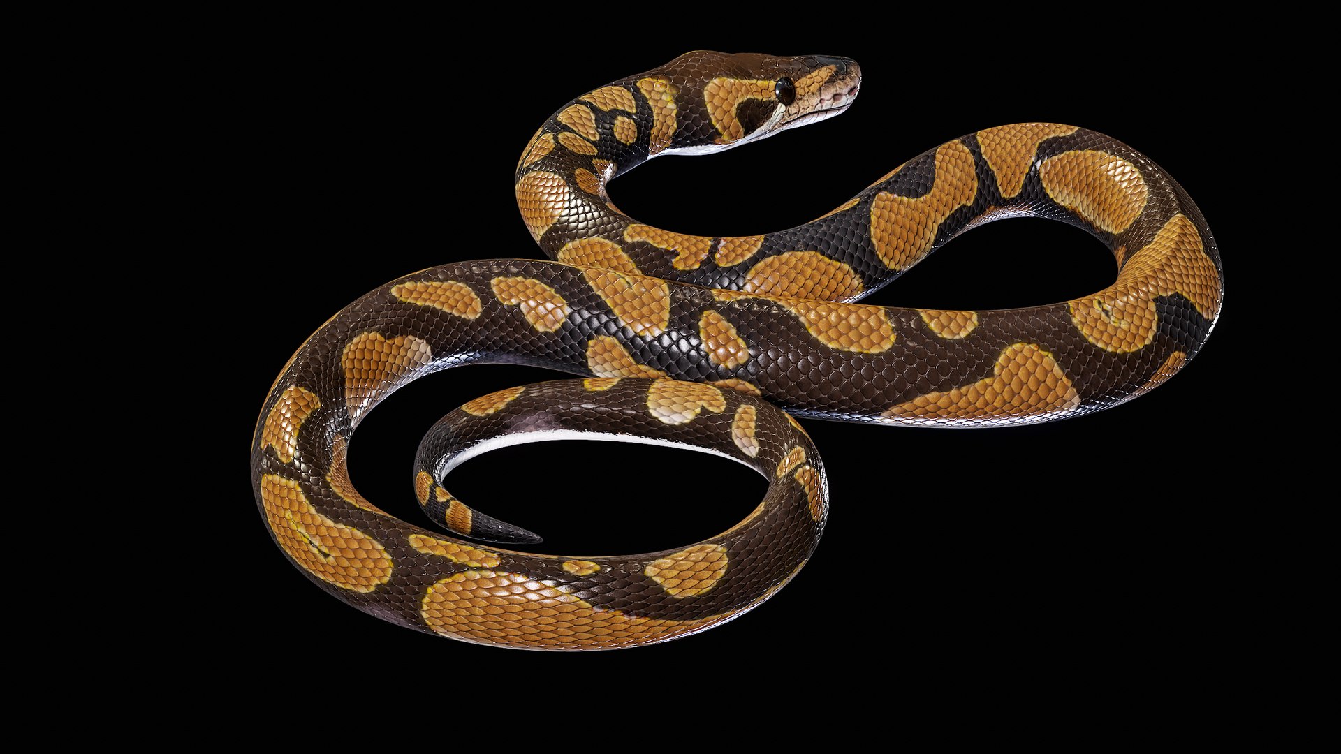 Ball Royal Python Snake Rigged PBR 3D model https://p.turbosquid.com/ts-thumb/Zy/AVeR01/jm/turncol_00013/png/1709727935/1920x1080/fit_q87/77d0eb8636b69d67f2b30e5895feb6616082ee01/turncol_00013.jpg