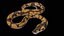 Palla Royal Python Snake truccato PBR