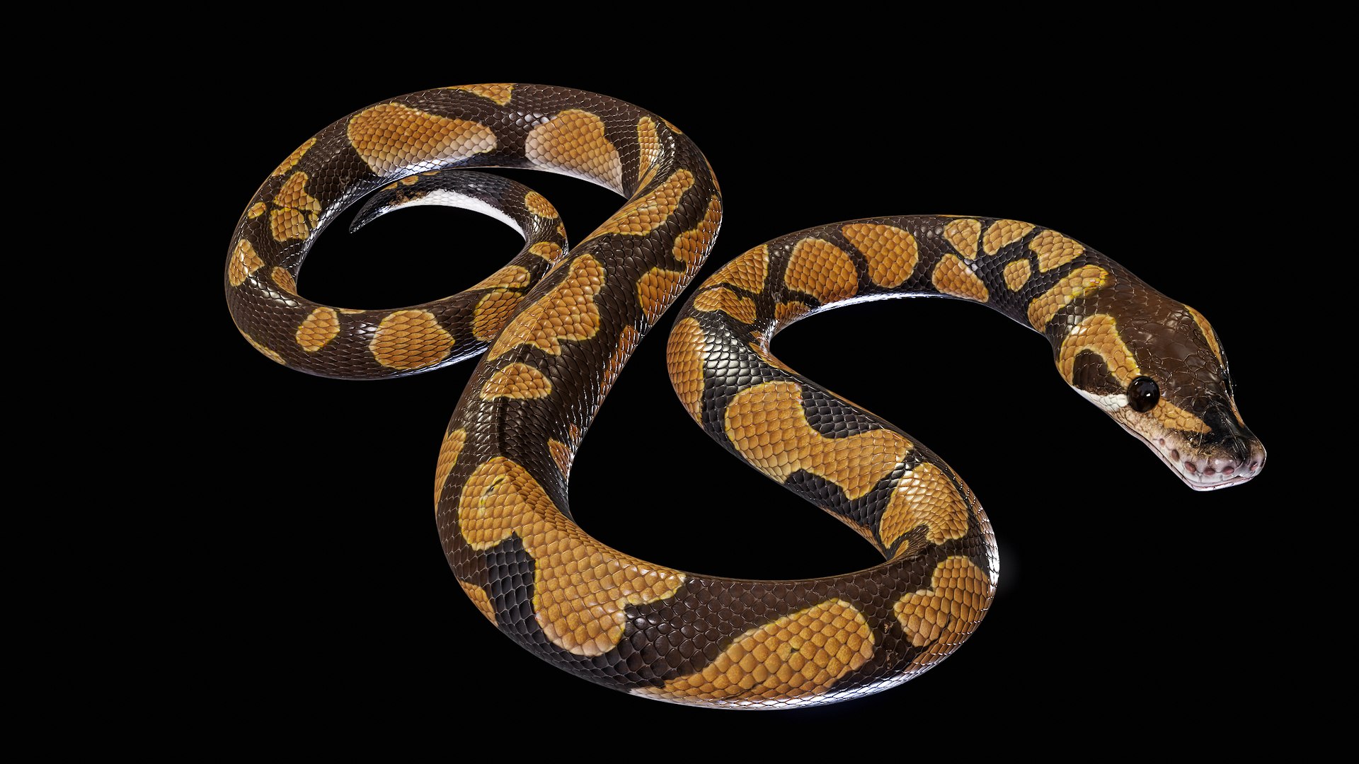 Ball Royal Python Snake Rigged PBR 3D model https://p.turbosquid.com/ts-thumb/Zy/AVeR01/lq/turncol_00005/png/1709727920/1920x1080/fit_q87/9f0ed276d34fec53ab96ab49bc917e1c41a40245/turncol_00005.jpg
