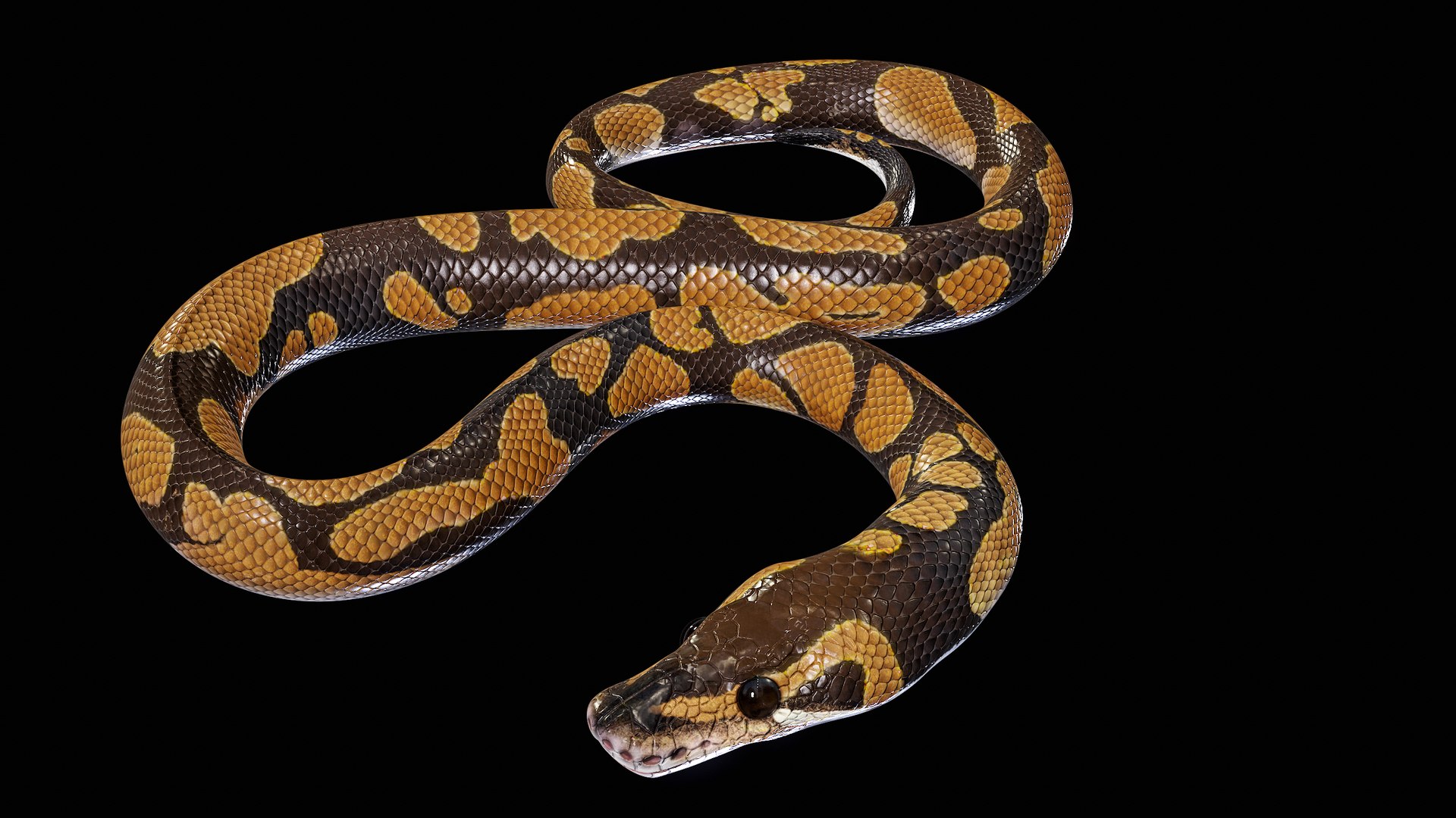 Ball Royal Python Snake Rigged PBR 3D model https://p.turbosquid.com/ts-thumb/Zy/AVeR01/mH/turncol_00029/png/1709727944/1920x1080/fit_q87/67166222ce1240bc73ec793106f10b78e2c3d7a1/turncol_00029.jpg