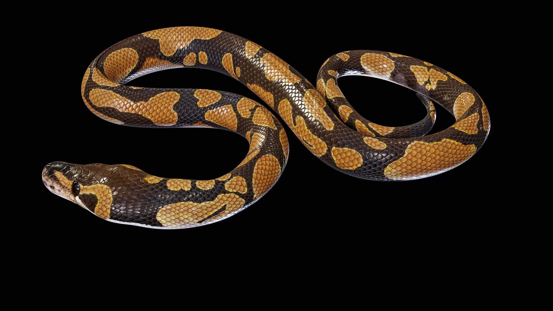 Ball Royal Python Snake Rigged PBR 3D model https://p.turbosquid.com/ts-thumb/Zy/AVeR01/nl/turncol_00024/png/1709727941/1920x1080/fit_q87/662af4b9e7671a95e4bca253e16eb9f272912f7a/turncol_00024.jpg