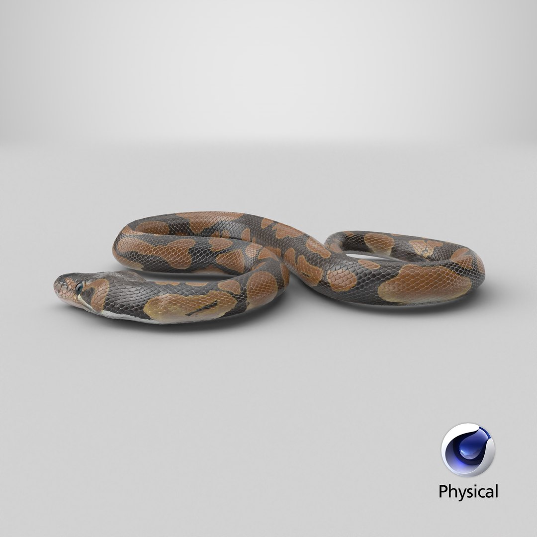 Ball Royal Python Snake Rigged PBR 3D model https://p.turbosquid.com/ts-thumb/Zy/AVeR01/rp/stemcell_cinema_4d_physical_render/png/1722602769/1920x1080/fit_q87/dad85aefcdb8a477b5a659d79495138a8338b041/stemcell_cinema_4d_physical_render.jpg