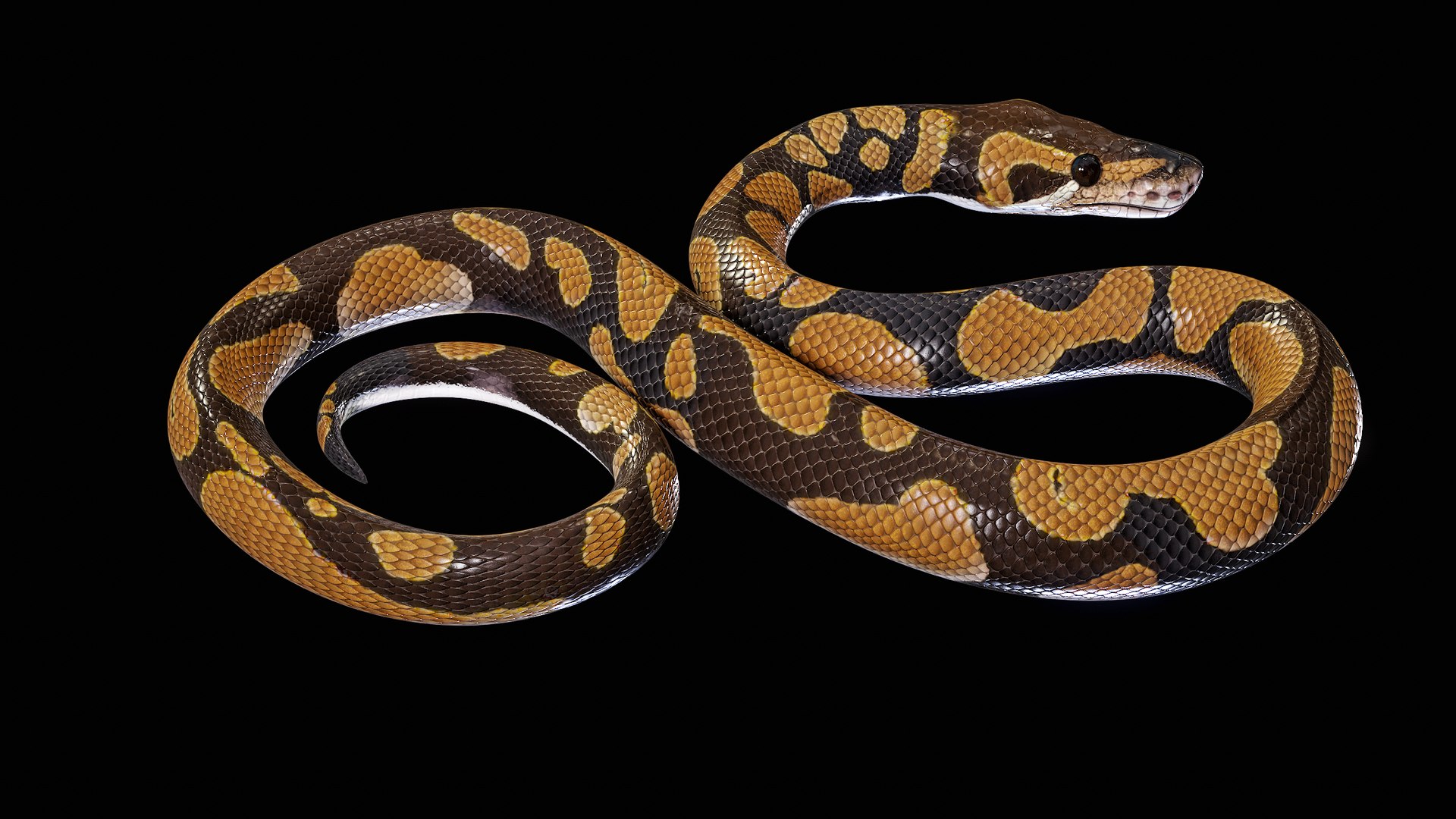 Ball Royal Python Snake Rigged PBR 3D model https://p.turbosquid.com/ts-thumb/Zy/AVeR01/rs/turncol_00010/png/1709727929/1920x1080/fit_q87/4dcfe0868ed5fb323c043038f50bacd35ac5de17/turncol_00010.jpg