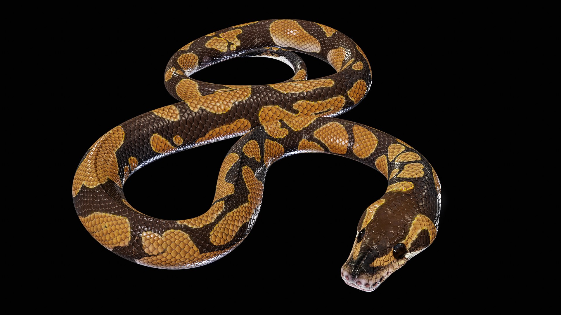 Ball Royal Python Snake Rigged PBR 3D model https://p.turbosquid.com/ts-thumb/Zy/AVeR01/rx/turncol_00001/png/1709727912/1920x1080/fit_q87/a871614d16732d3015034d4dfde702d3285db6c0/turncol_00001.jpg