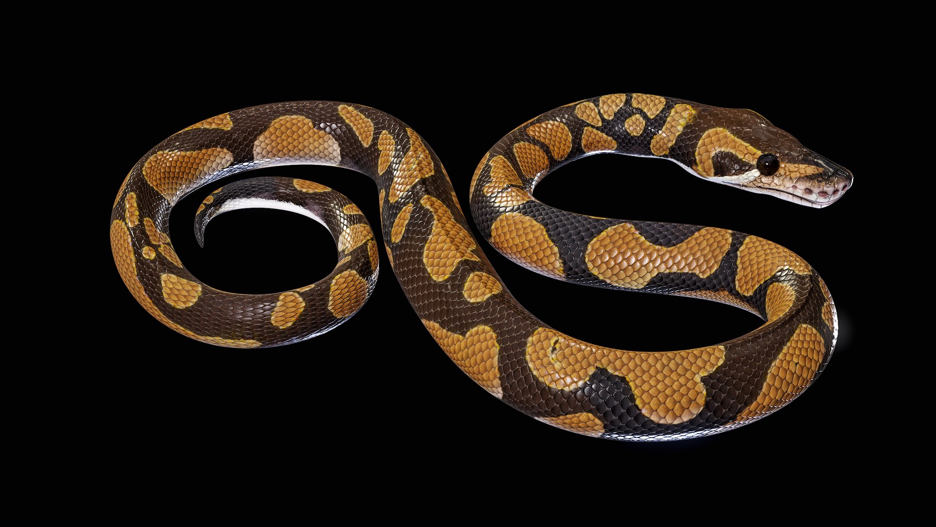 Ball Royal Python Snake Rigged PBR 3D model https://p.turbosquid.com/ts-thumb/Zy/AVeR01/sC/turncol_00008/png/1709727925/1920x1080/fit_q87/8338f7b41fb7dc36ed5346e5e889f18f456672b9/turncol_00008.jpg