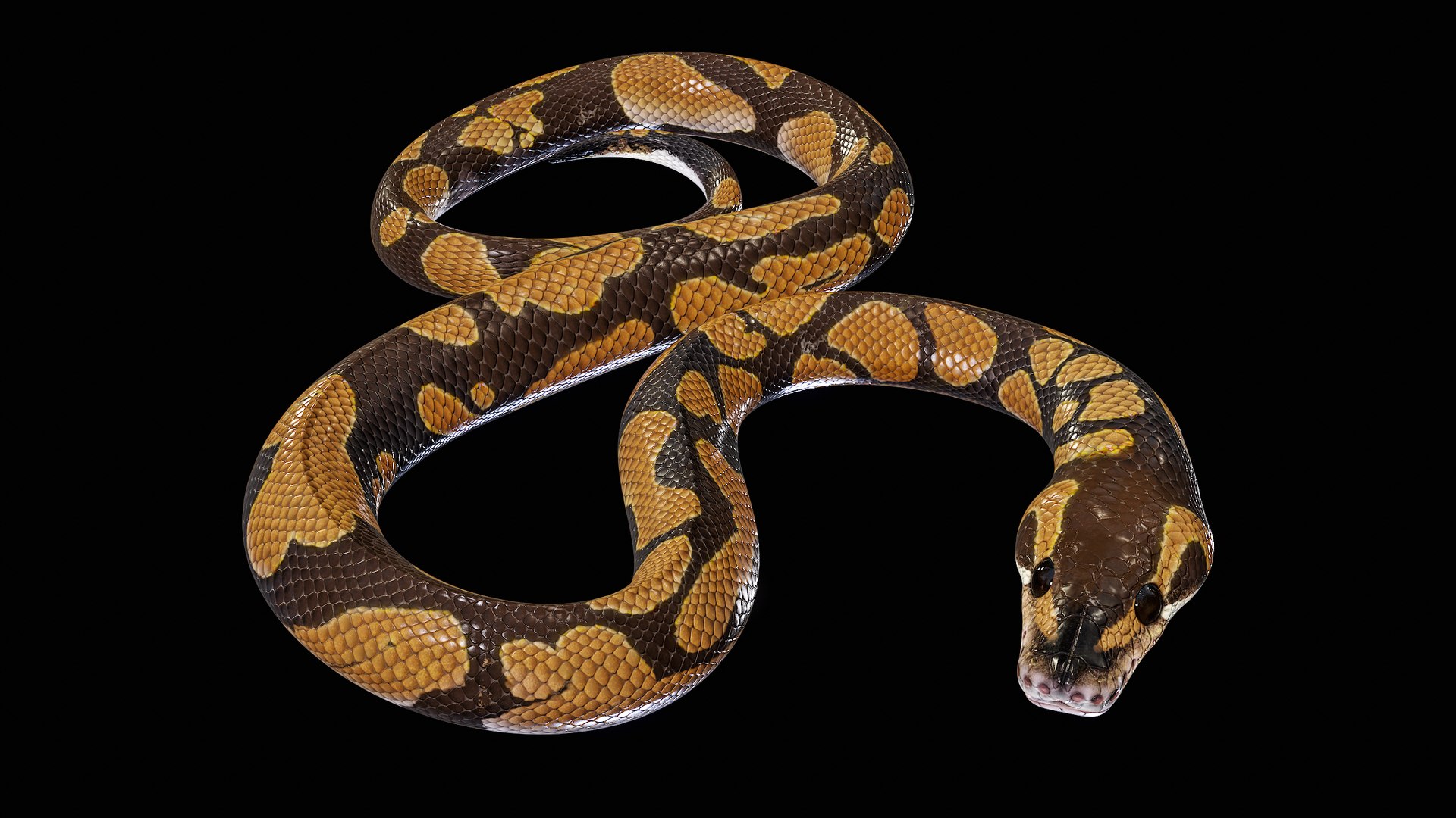 Ball Royal Python Snake Rigged PBR 3D model https://p.turbosquid.com/ts-thumb/Zy/AVeR01/xe/turncol_00002/png/1709727914/1920x1080/fit_q87/a987a2e35f2b46be9a8c2d825609f61885e349b5/turncol_00002.jpg
