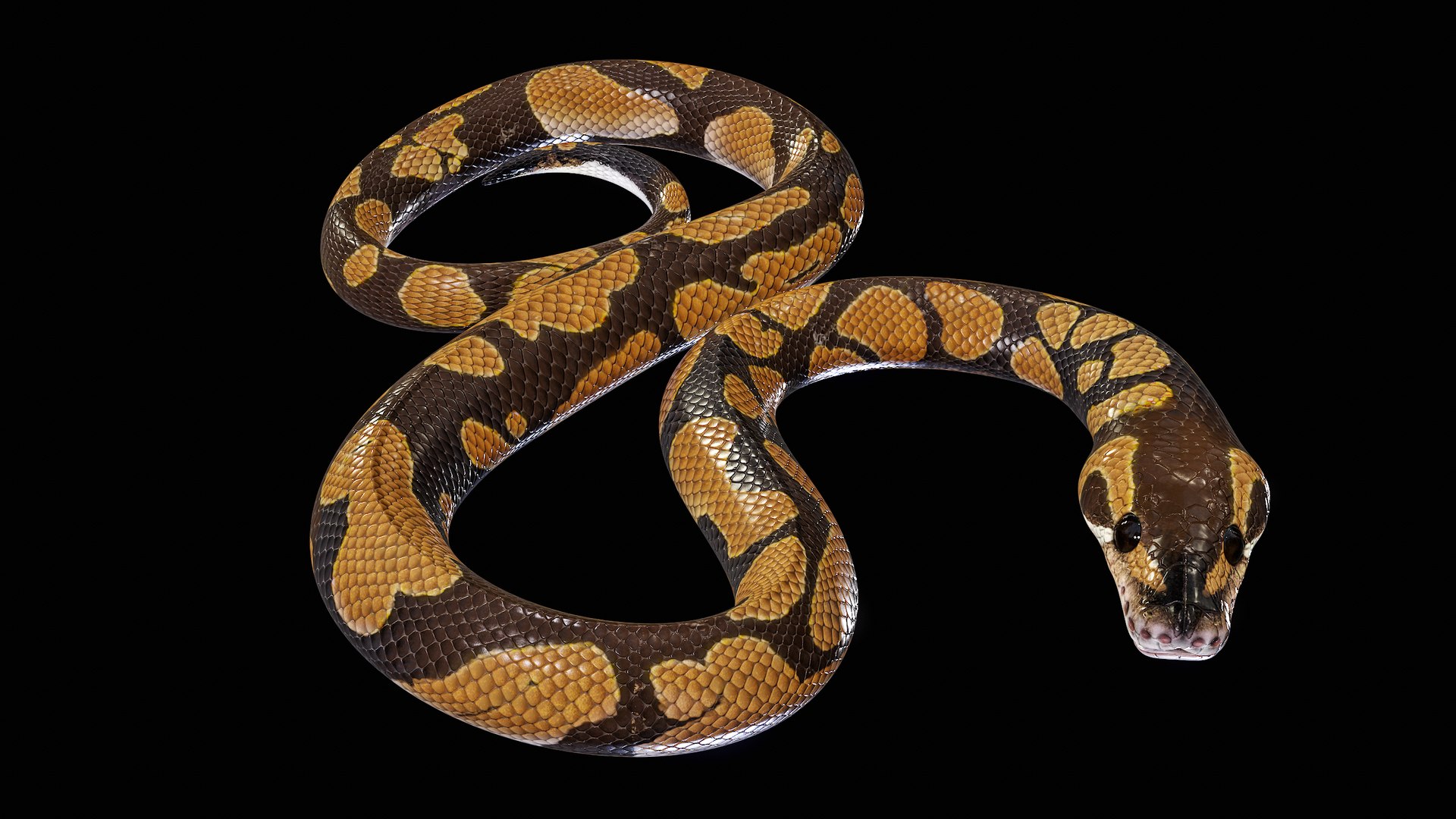 Ball Royal Python Snake Rigged PBR 3D model https://p.turbosquid.com/ts-thumb/Zy/AVeR01/yl/turncol_00003/png/1709727916/1920x1080/fit_q87/b8232af0f5ed383dd04aa87ae09ac84a88b11cd5/turncol_00003.jpg