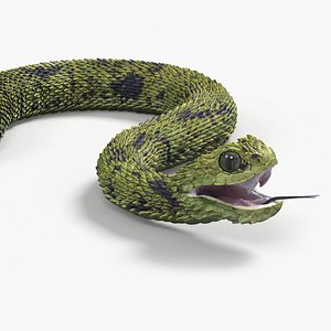 Atheris Hispida Snake Rigged 3D model