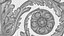 Frieze Acanthus Set