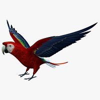 Scarlet Macaw