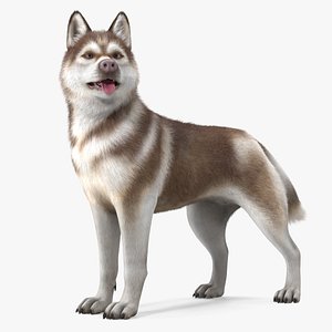 Siberian Husky Copper Standing Pose Fur 3D model