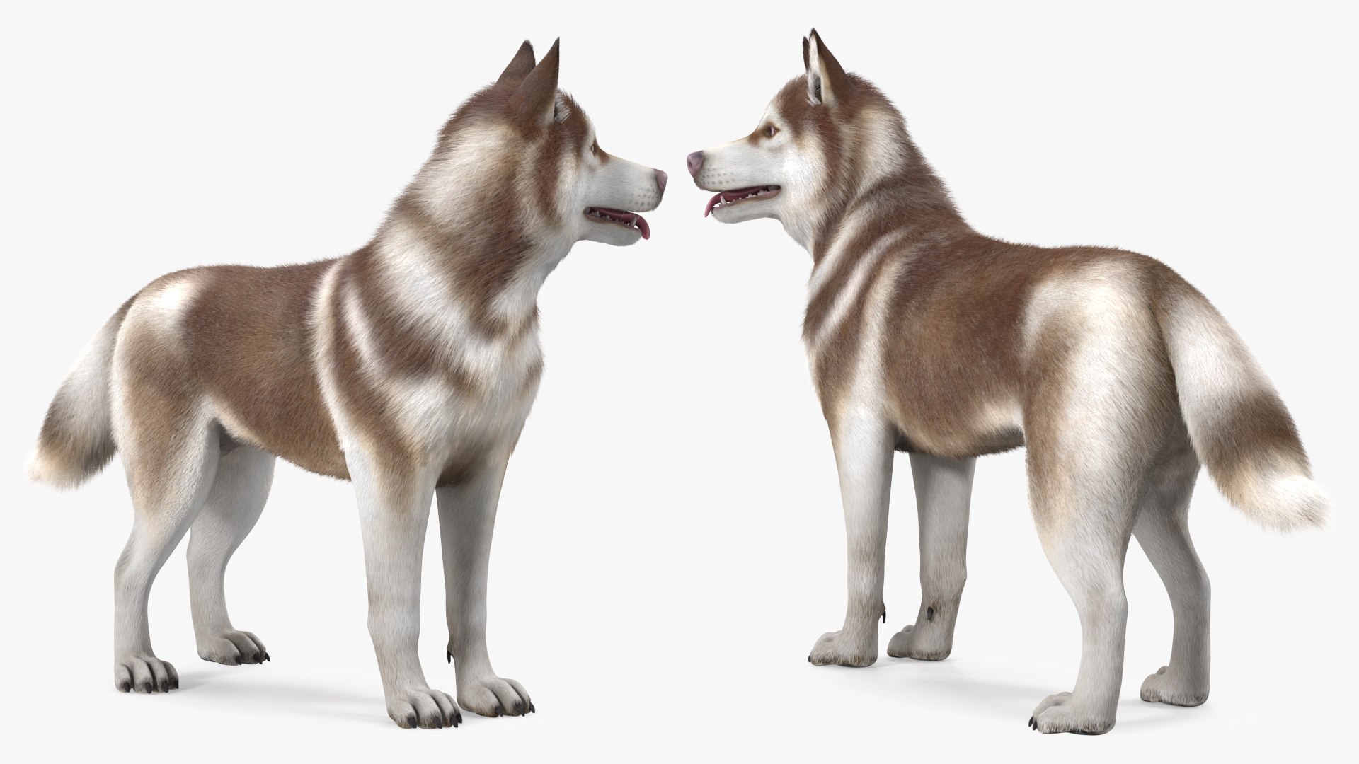 can a siberian husky live in gabon