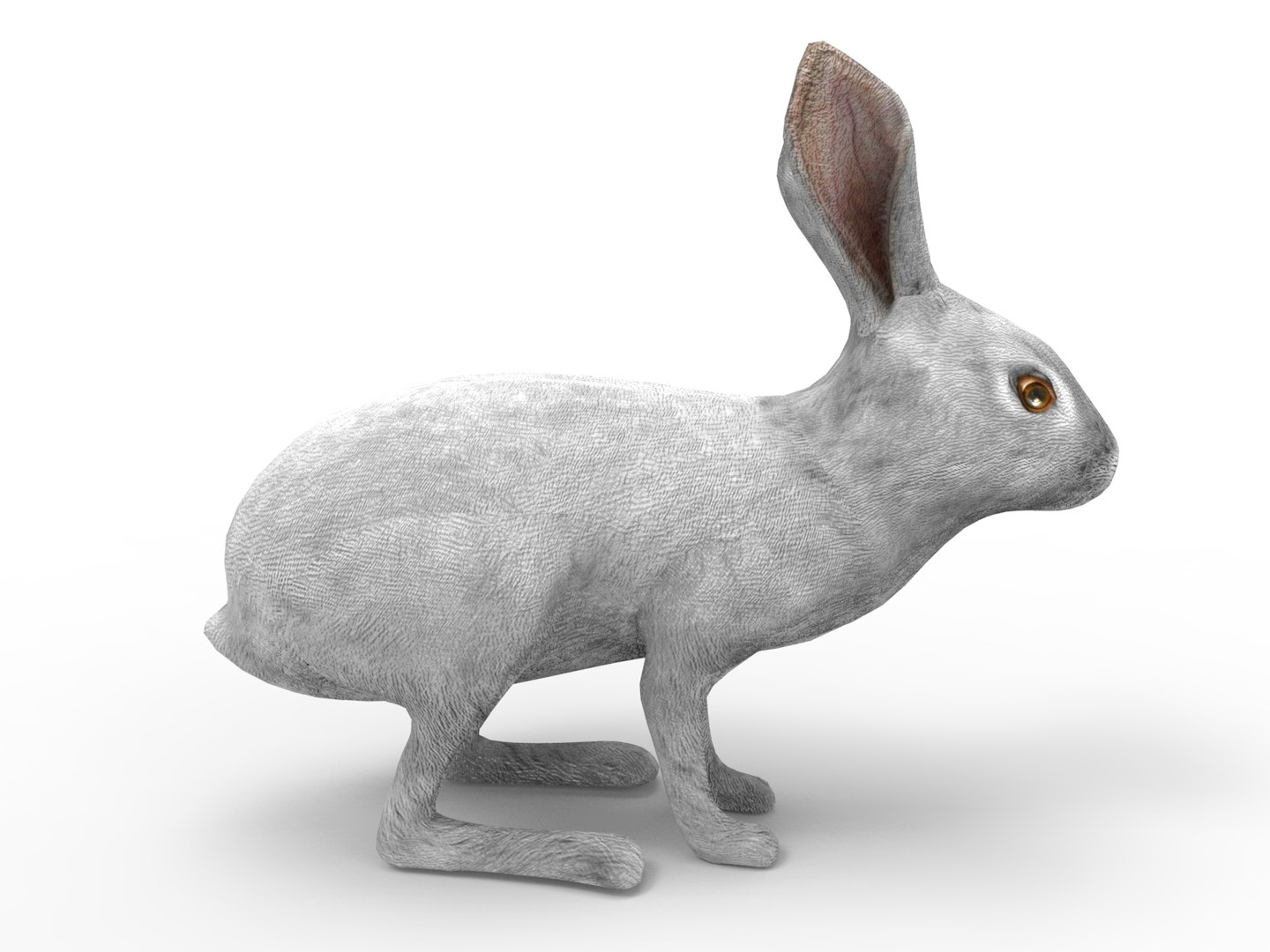 Rabbit Rigged 3D Model - TurboSquid 1198719