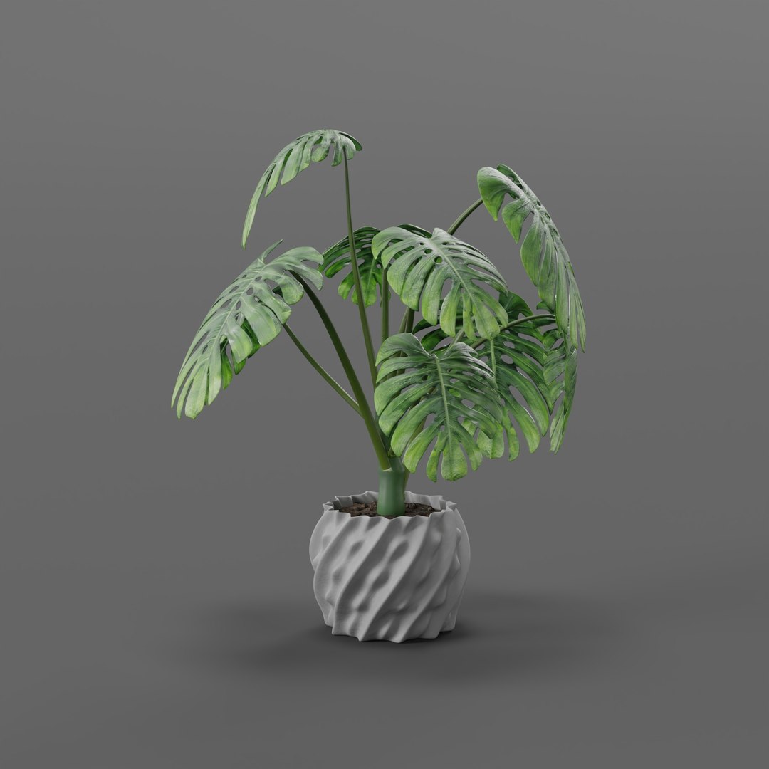 3D Monstera https://p.turbosquid.com/ts-thumb/Zy/kRWiA5/N7/plant_0004/jpg/1786620815/1920x1080/fit_q87/9ff406aabec843c925cd1226e7cfc1ae9940931a/plant_0004.jpg