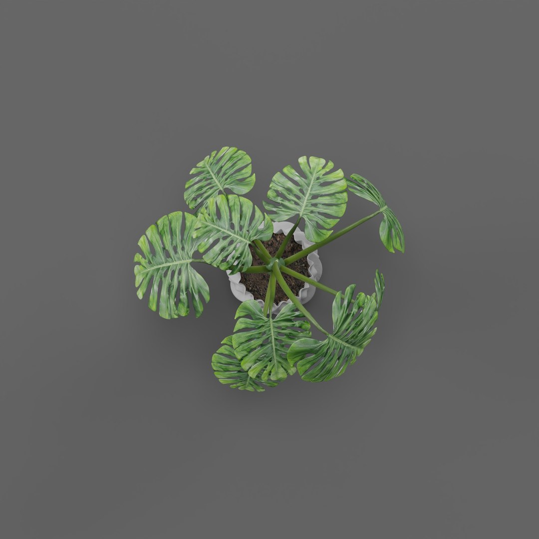 3D Monstera https://p.turbosquid.com/ts-thumb/Zy/kRWiA5/QA/plant_0002/jpg/1786620817/1920x1080/fit_q87/46e5d6e7083652e06b3c6984e78639e1831034d0/plant_0002.jpg