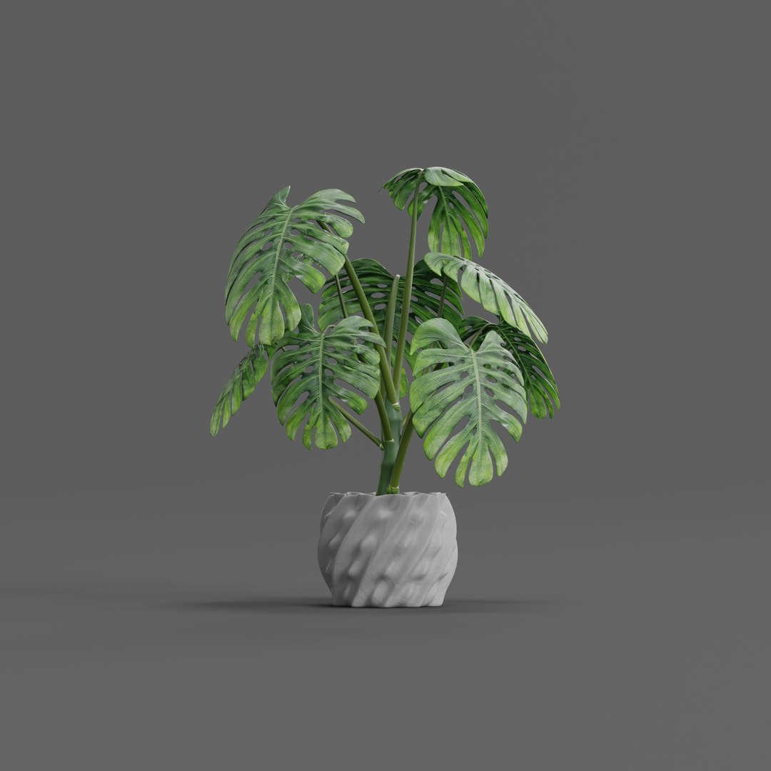 3D Monstera https://p.turbosquid.com/ts-thumb/Zy/kRWiA5/bo/plant_0001/jpg/1786620816/1920x1080/fit_q87/669c9c3f779d6820e7b799d708c4b41a443d7cb6/plant_0001.jpg