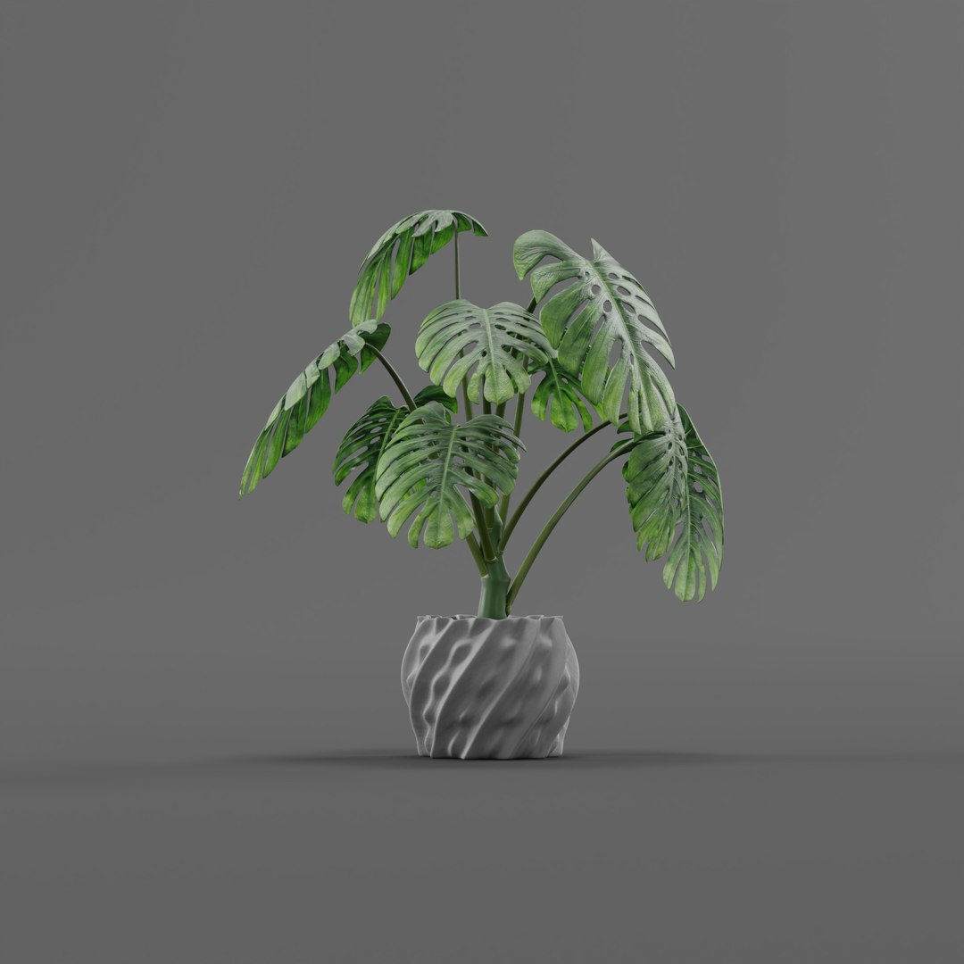 3D Monstera https://p.turbosquid.com/ts-thumb/Zy/kRWiA5/wg/plant_0000/jpg/1786620816/1920x1080/fit_q87/015e2dbd59b66a633efb61dcb52d2b91416548de/plant_0000.jpg