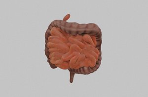 3D model Intestines
