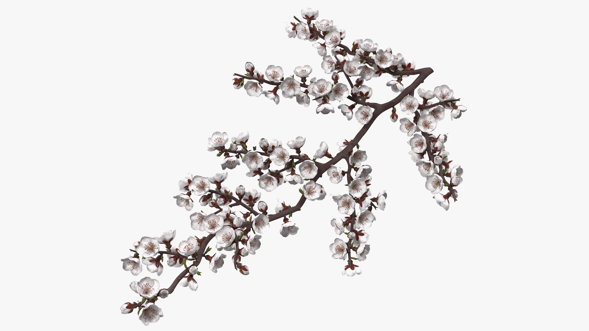 White Cherry Blossom Branch 3D model preview