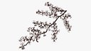 White Cherry Blossom Branch