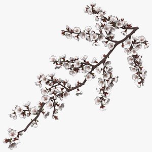 white cherry blossom branch 3D
