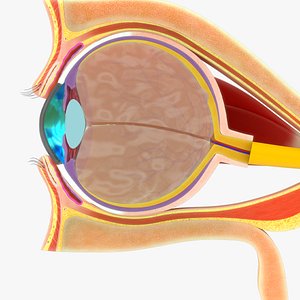 Human eye cross section