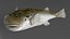 Puffer Fish Rigged