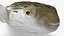 Puffer Fish Rigged