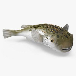 Puffer Fish Rigged