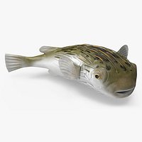 Puffer Fish Rigged