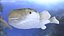 Puffer Fish Rigged