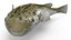 Puffer Fish Rigged