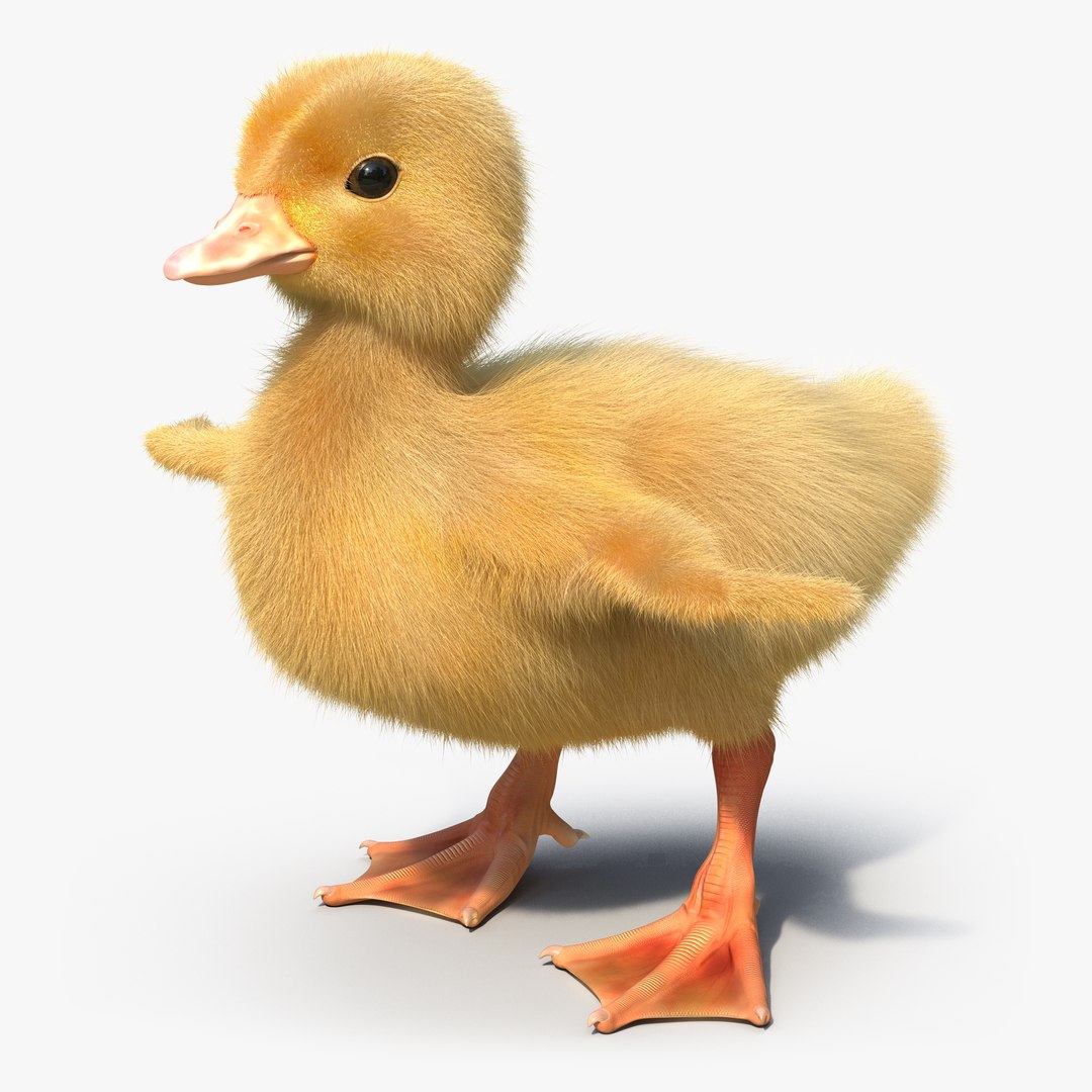 Duckling 3D model preview