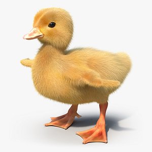 3d model duckling fur
