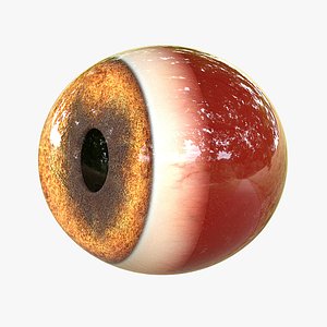 3D realistic dog eye