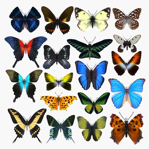 Animal 3D Models for Download | TurboSquid