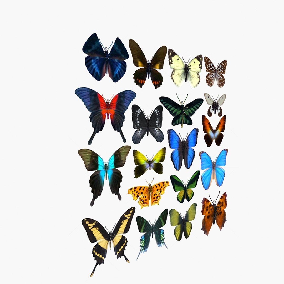 Butterfly Insect Nature 3D Model - TurboSquid 1495095