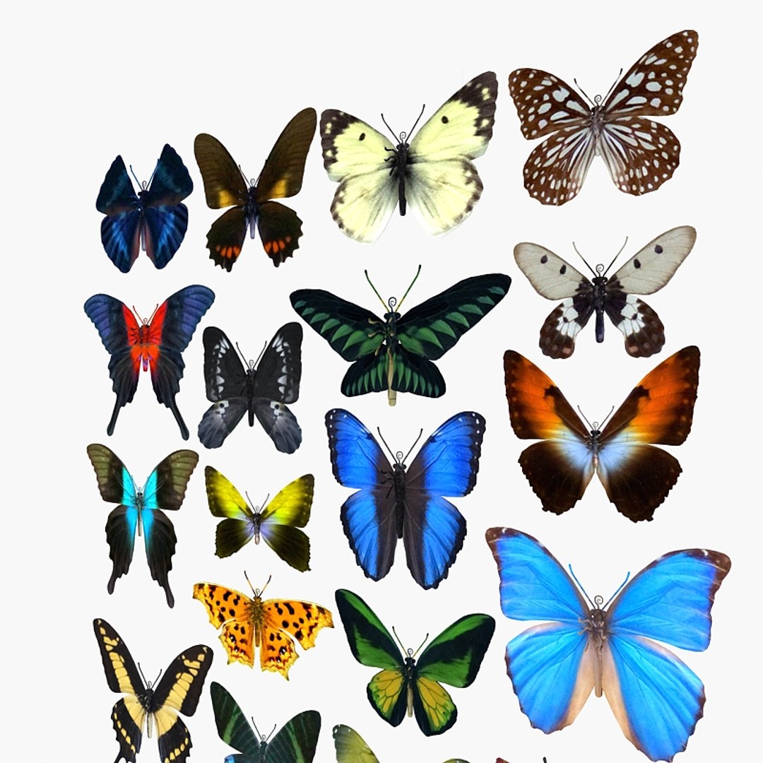 Butterfly Insect Nature 3D Model - TurboSquid 1495095