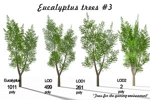 Eucalyptus tree 3