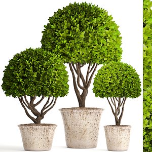 Topiary tree