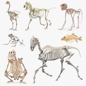 Animal Skeletons Collection 4