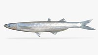Gulf Grunion