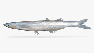 Gulf Grunion
